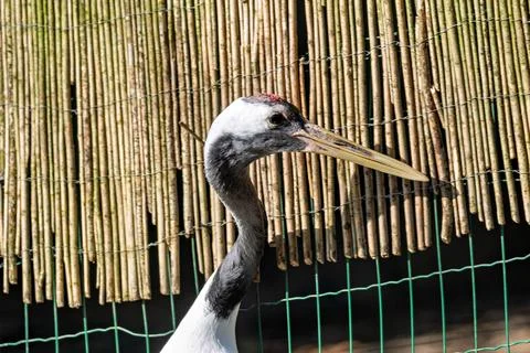 Large white crane with red cap eats fish and grain, photo taken in Kushiro Sh Stock Photos