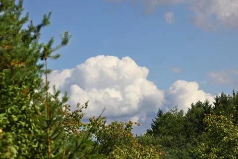 Large white cumulus clouds rising above forest canopy under blue summer sky Stock Photos
