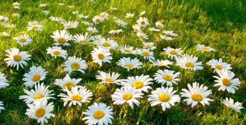 Large white daisies Stock Photos