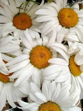 Large white daisies Stock Photos