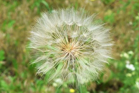  a large white dandelion Stock-Fotos