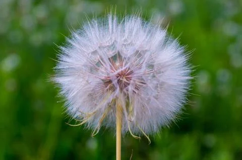 A large white dandelion of a Salsify in close-up against the background of a Stock Photos