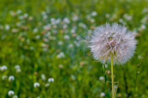 A large white dandelion of a Salsify close-up against the background of a Stock Photos
