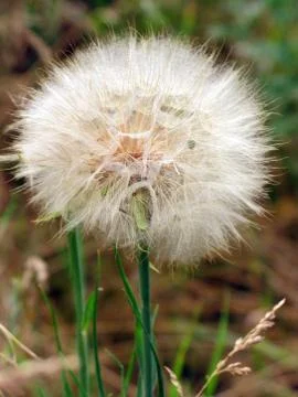 A large, white dandelion. Soon it will turn into a bright yellow kul'bab Stock Photos