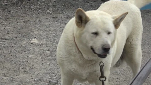 Large white dog chained to pole standing near doghouse Vídeos de archivo 169782087