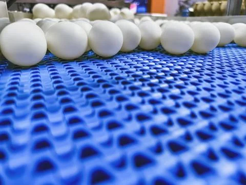 Large white eggs processed on a conveyor belt in an industrial facility during Stock Photos