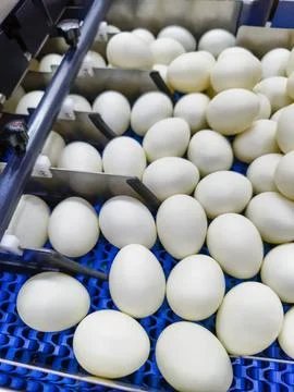 Large white eggs processed on a conveyor belt in an industrial facility during Stock Photos
