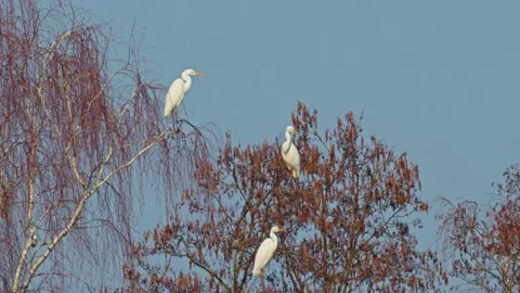 Large white egrets rest on delicate branches, observing the waters below. T.. Stock Footage 304904794