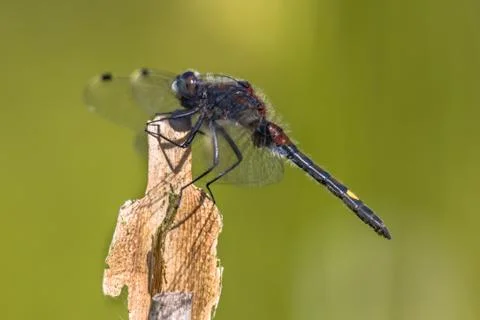 Large white-faced darter perched on reed stick Stock Photos
