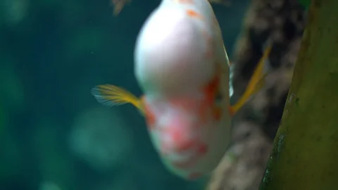 A large white fish with orange spots swims under water  Stock Footage 129574796