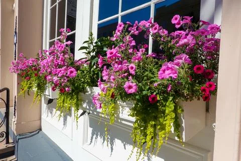 Large white flower boxes filled with purple petunias below large windows ou.. Stock Photos