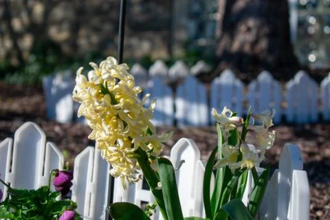 A Large White Flower In Front of a Small Fence on a Front Lawn Stock Photos