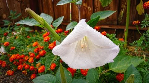 Large white flower in small drops of water Stock Photos