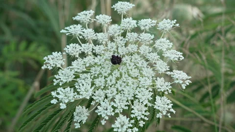 A large white flower with a small purple flower in the center Stock Footage 320835586