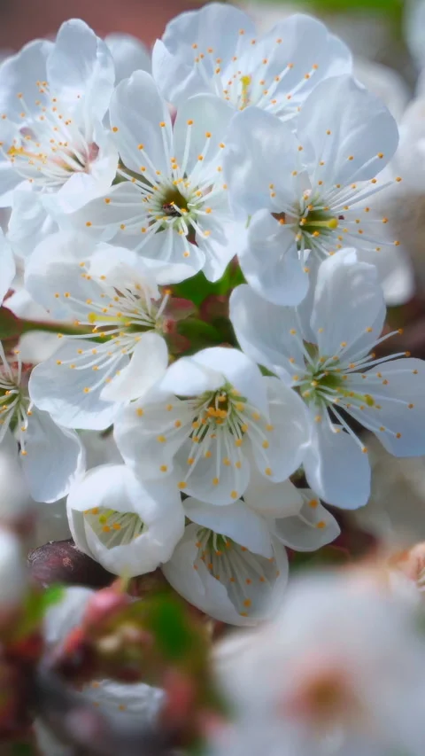 Large white flowers of cherry. Spring flowering cherry tree. Vertical video. Stock-Footage 272298556