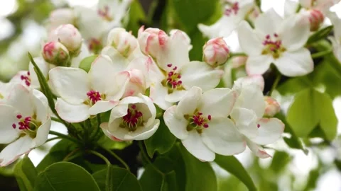Large white flowers of fruit trees in spring. Blooming garden in spring. Stock Footage 263886999