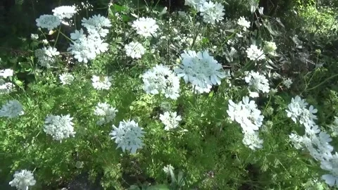 Large white flowers in a wild forest in a light breeze Video stock 310040048