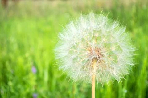 Large white fluffy dandelion on a spring field. Stock Photos