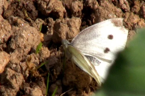The Large White Stock Footage 512573