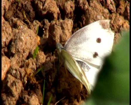 The Large White Video stock 513032