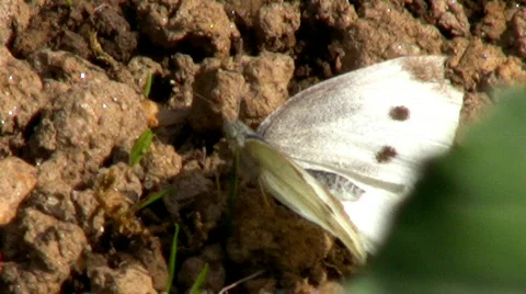 The Large White Stock Footage 618310