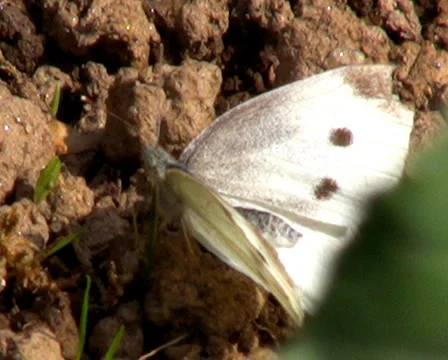 The Large White Stock Footage 1068309