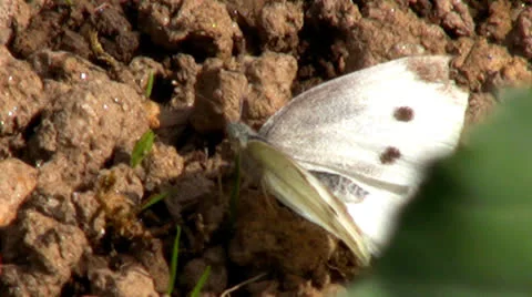 The Large White Stock Footage 22658744