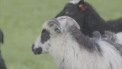 A Large White Goat Looking Around, Then Walking After the Herd Stock Footage 327823037