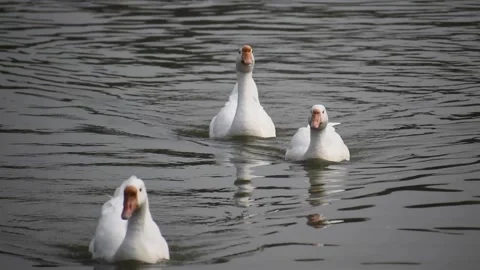Large white gooses with an orange beaks are swimming in a lake Stock Footage 291601594