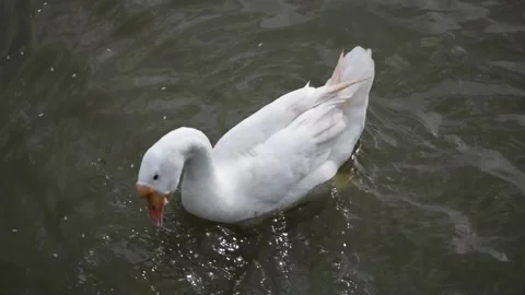Large white gooses with an orange beaks are swimming in a lake Stock Footage 291601618