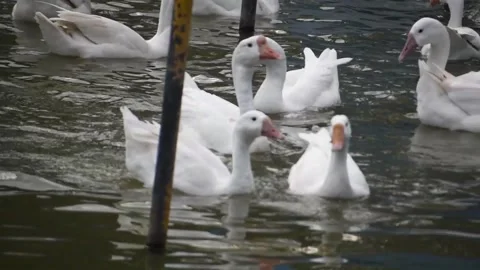 Large white gooses with an orange beaks are swimming in a lake Stock Footage 291601622