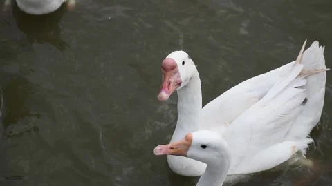 Large white gooses with an orange beaks are swimming in a lake Stock Footage 291601627