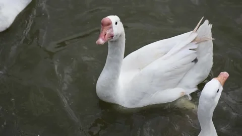 Large white gooses with an orange beaks are swimming in a lake Stock Footage 291601630