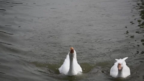 Large white gooses with an orange beaks are swimming in a lake Stock Footage 291601742
