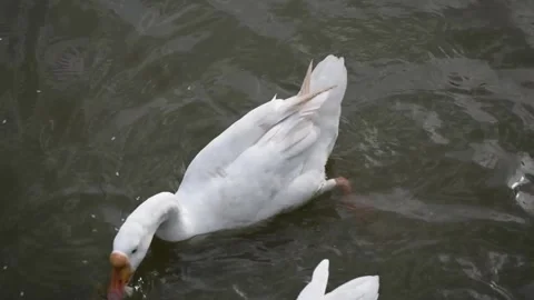 Large white gooses with an orange beaks are swimming in a lake Stock Footage 291601787