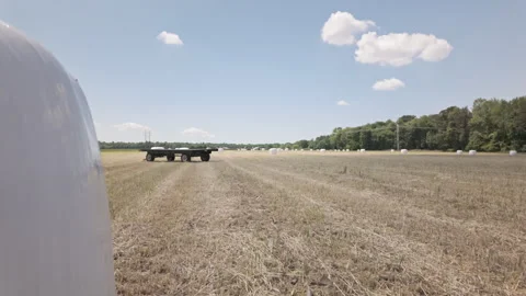 Large white high moisture wheat bales await pick up in golden field under blue Stockbeeldmateriaal 337181658