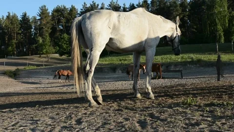 A large white horse stands calmly in full view on a rural farm. Video stock 341801418