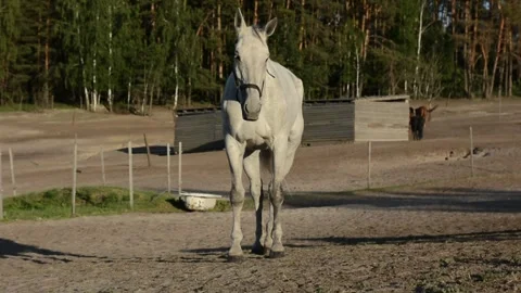 A large white horse stands calmly in full view on a rural farm. 스톡 동영상 341801430