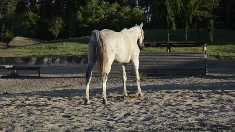 A large white horse stands calmly in full view on a rural farm. Video stock 341801437