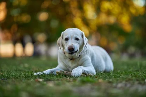 Large white labrador looks into the frame while holding a wooden stick Stock Photos