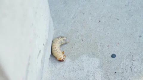 Large white larva on concrete moving Stock Footage 311912093