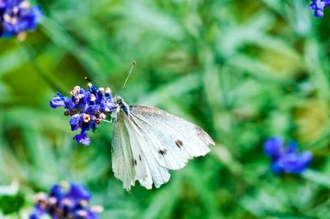 Large white, on lavender Stock Photos