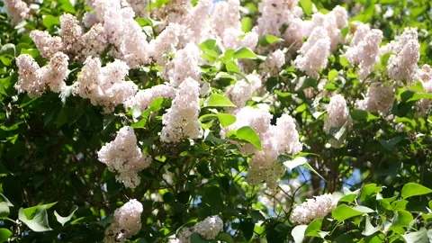 Large white lilac Bush. rises to the sky under the rays of the sun Stock Footage 134934676