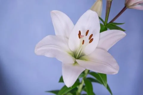 Large white lily on a wall background. Stock Photos