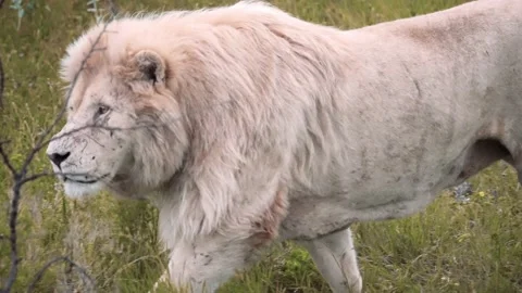 A large white lion with a scratched muzzle walks in the wild close-up Vidéo 173607138