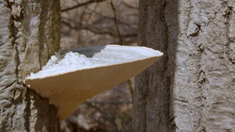 Large white mushroom growing on the side of a tree, 4k60p Stock Footage 128795157