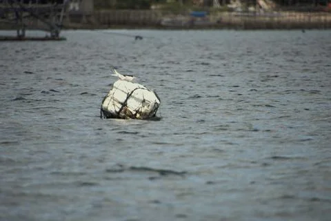 A large white object is floating in the water 스톡 사진