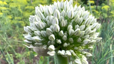 A large white onion flower Stock Footage 246393231