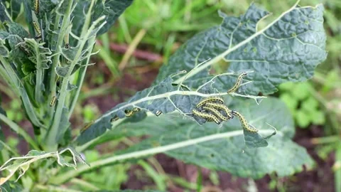 Large white or cabbage white butterfly caterpillars eating kale. Vidéo 345216957