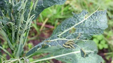 Large white or cabbage white butterfly caterpillars eating kale. Vidéo 345216964